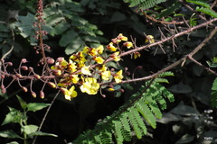 Caesalpinia mimosoides